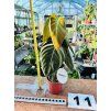 PHILODENDRON MELANOCHRYSUM