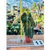 PHILODENDRON MELANOCHRYSUM