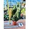 PHILODENDRON MELANOCHRYSUM