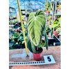 PHILODENDRON MELANOCHRYSUM
