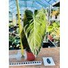 PHILODENDRON MELANOCHRYSUM