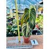 PHILODENDRON MELANOCHRYSUM