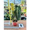 PHILODENDRON MELANOCHRYSUM