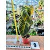 PHILODENDRON MELANOCHRYSUM