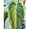 PHILODENDRON MELANOCHRYSUM
