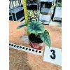 ALOCASIA REVERSA