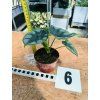 ALOCASIA REVERSA