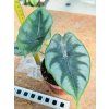 ALOCASIA REVERSA