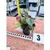 PHILODENDRON SCANDENS MICANS