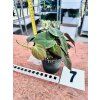 PHILODENDRON SCANDENS MICANS