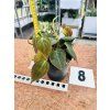 PHILODENDRON SCANDENS MICANS