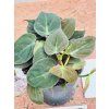 PHILODENDRON SCANDENS MICANS