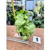 SYNGONIUM WHITE BUTTLERFLY