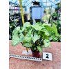 SYNGONIUM WHITE BUTTLERFLY