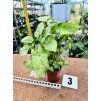 SYNGONIUM WHITE BUTTLERFLY
