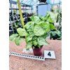 SYNGONIUM WHITE BUTTLERFLY