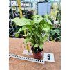 SYNGONIUM WHITE BUTTLERFLY