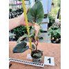 PHILODENDRON SQUAMICAULE