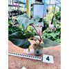 PHILODENDRON SQUAMICAULE