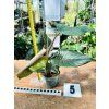 PHILODENDRON SQUAMICAULE