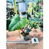 PHILODENDRON SQUAMICAULE