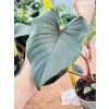 PHILODENDRON SQUAMICAULE