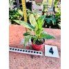 SPATHIPHYLLUM DIAMOND