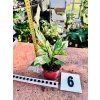 SPATHIPHYLLUM DIAMOND