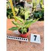 SPATHIPHYLLUM DIAMOND