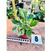 SPATHIPHYLLUM DIAMOND