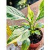 SPATHIPHYLLUM DIAMOND