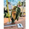 PHILODENDRON MELANOCHRYSUM VARIEGATED