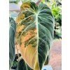 PHILODENDRON MELANOCHRYSUM VARIEGATED