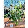 MONSTERA ADANSONII INDONESIAN MARBLE