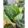 CALATHEA ROSEOPICTA GREEN