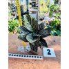 CALATHEA ORNATA