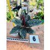 CALATHEA ORNATA