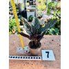 CALATHEA ORNATA