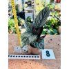 CALATHEA ORNATA