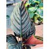 CALATHEA ORNATA