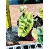 PHILODENDRON BILLIETIAE VARIEGATED