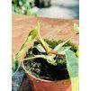 PHILODENDRON BILLIETIAE VARIEGATED