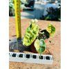 PHILODENDRON BILLIETIAE VARIEGATED