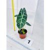 ALOCASIA WATSONIANA BIG FORM