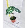 ALOCASIA WATSONIANA BIG FORM