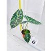 ALOCASIA WATSONIANA BIG FORM