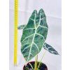 ALOCASIA WATSONIANA BIG FORM
