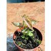 SYNGONIUM PINK ROLLI