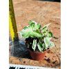 SYNGONIUM STARLITE