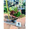 CODIAENUM VARIEGATUM PETRA